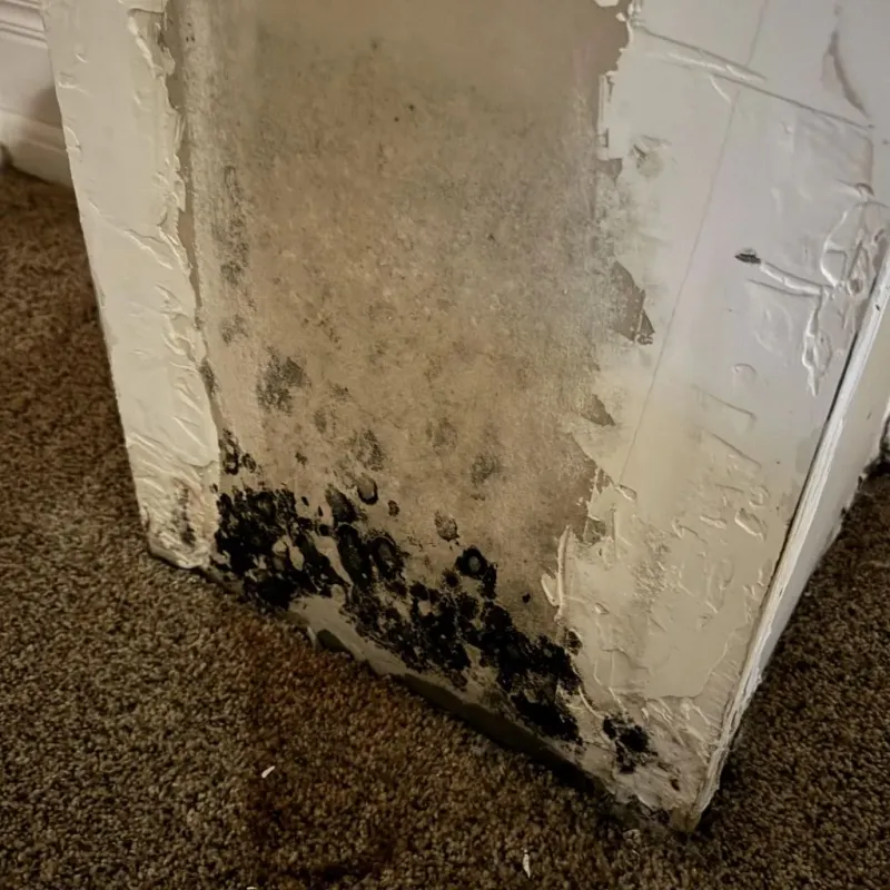 Professional Mold Removal in Mitchell County, KS